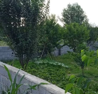 زمین سند شش دانگ در اسلام آباد بابلسر